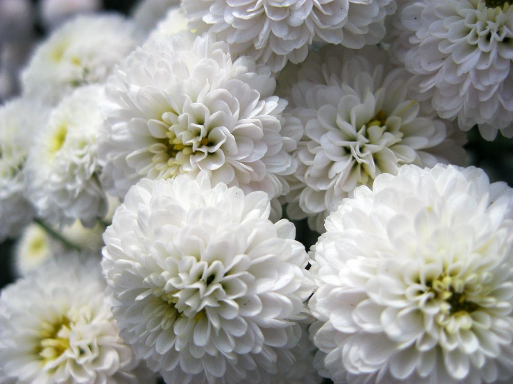 Photograph by Алёна Шкуратова