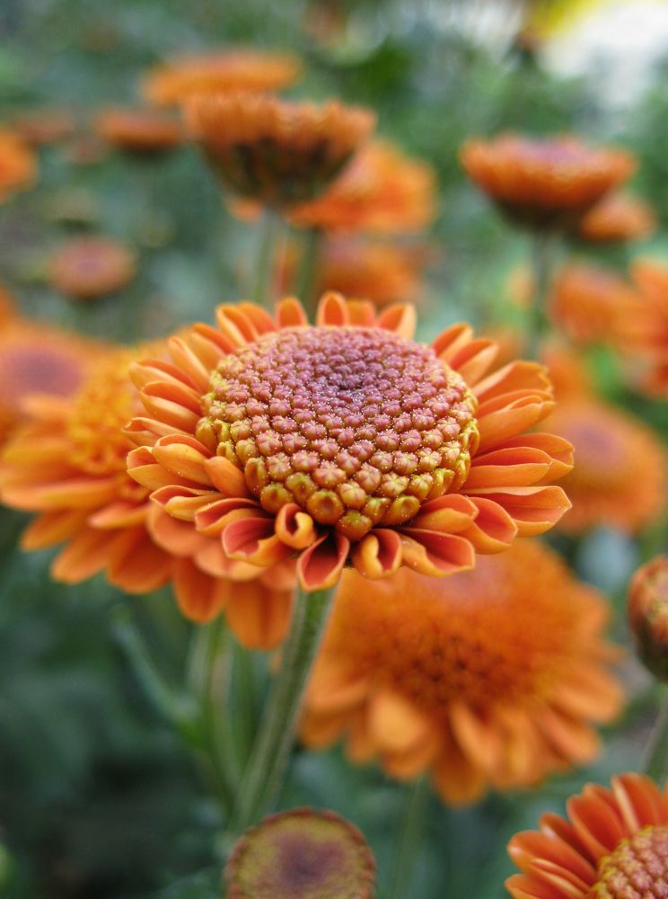 Photograph by Алёна Шкуратова