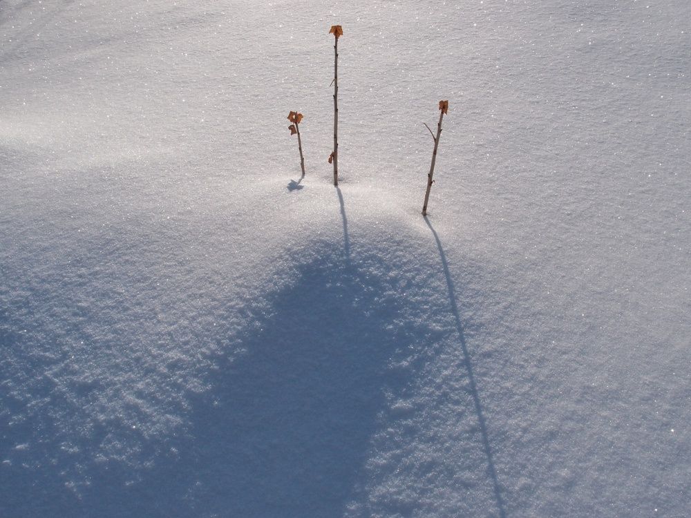 Photograph by Александр Карпенко