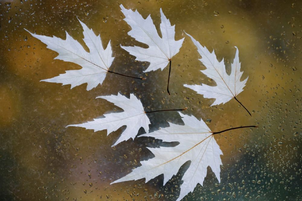 Photograph by Лариса Торопченкова