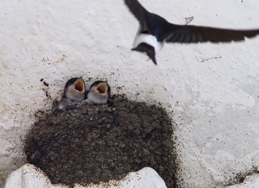 Ласточки городские