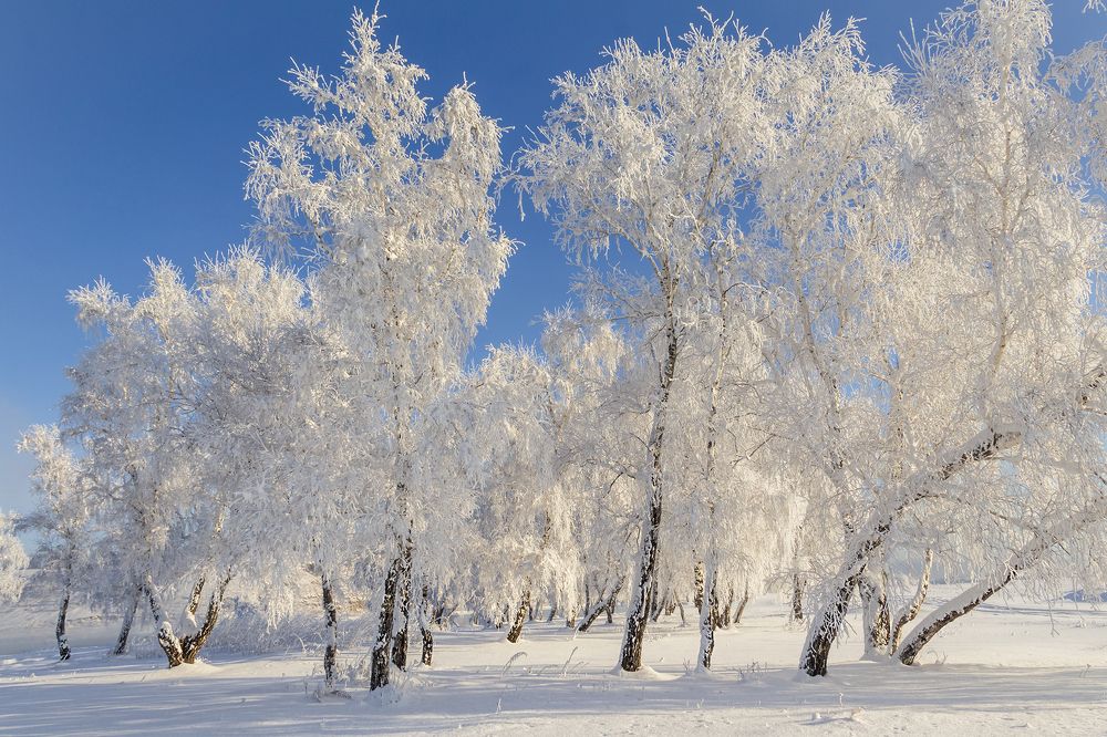 Белые кружева