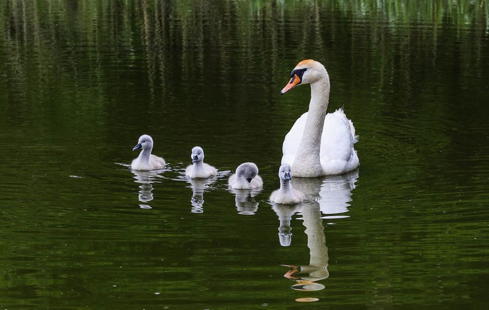 Photograph by Михаил Бояркин