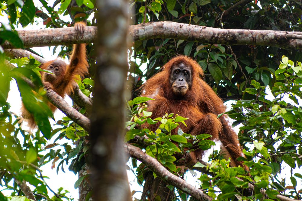 Ourangutan with offspring Sumatra