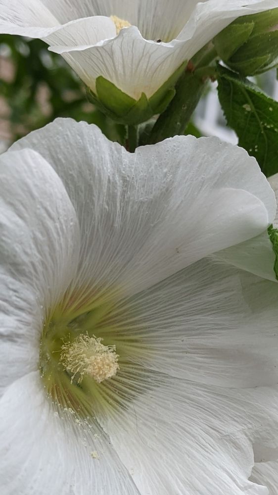 Фотография автора Васильева Ирина