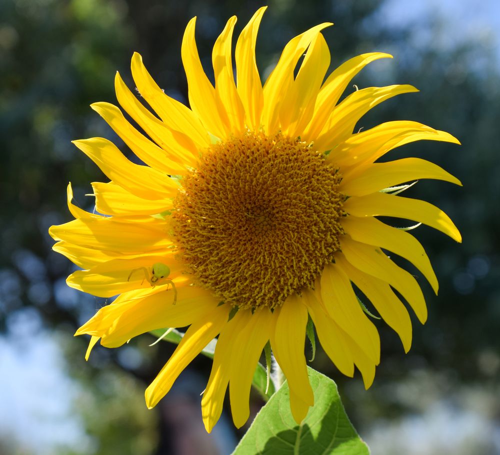 Photograph by Олег