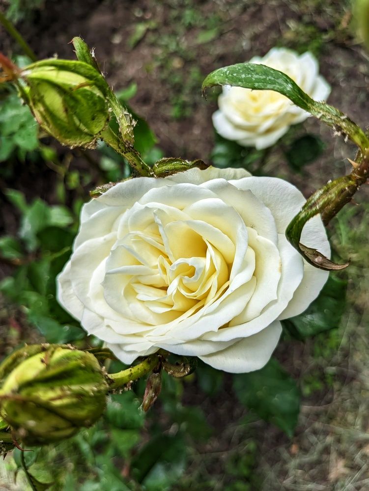 Photograph by Анна Напримерова