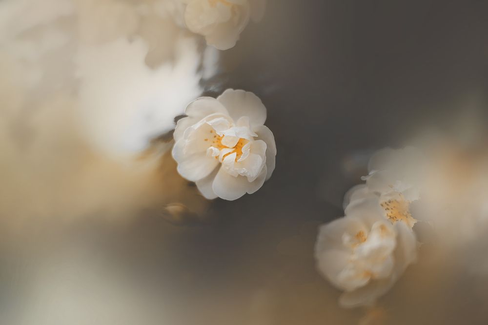 Photograph by Валерия Ватель