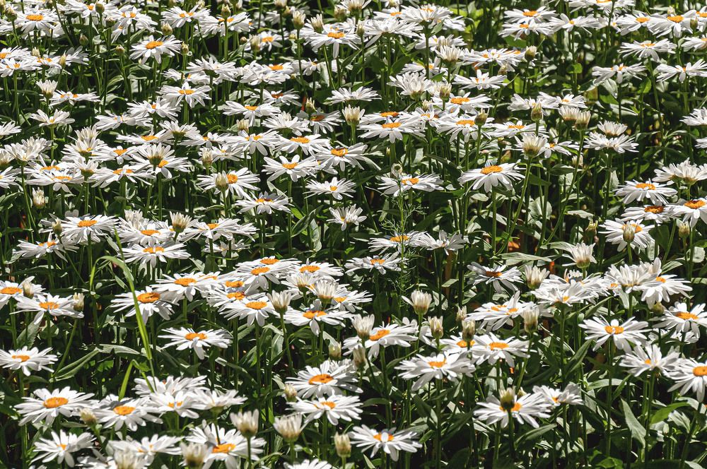 Photograph by Vladimir  Komarov