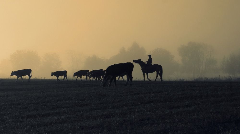 Пастух гонит телят на пастбище
