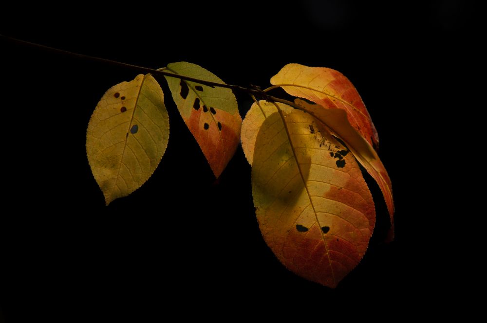 Photograph by Stanislav Shelby