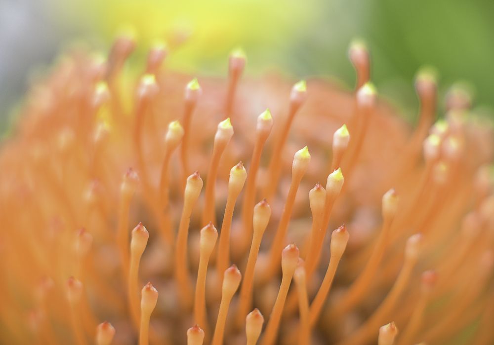 Photograph by Olga Mendosa