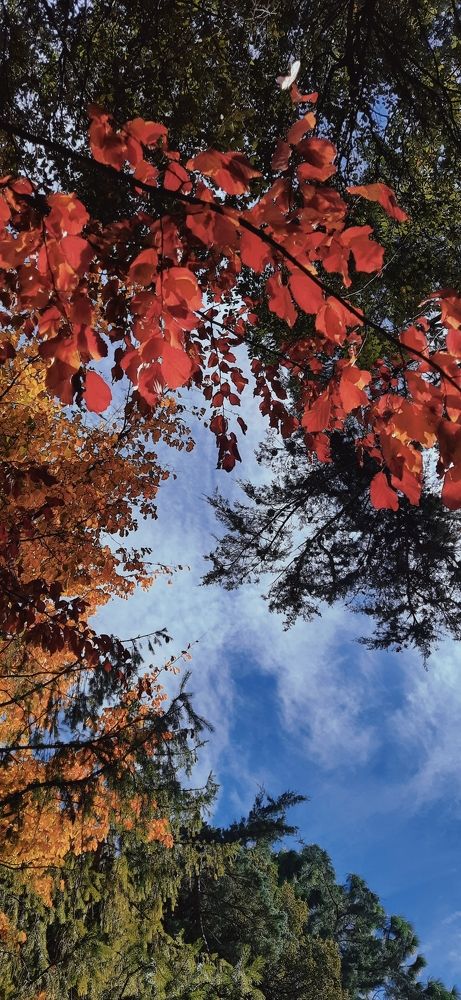 Осень – картина с широкой палитрой цветов, где каждый оттенок раскрашивает мир в своей уникальной красоте. ?