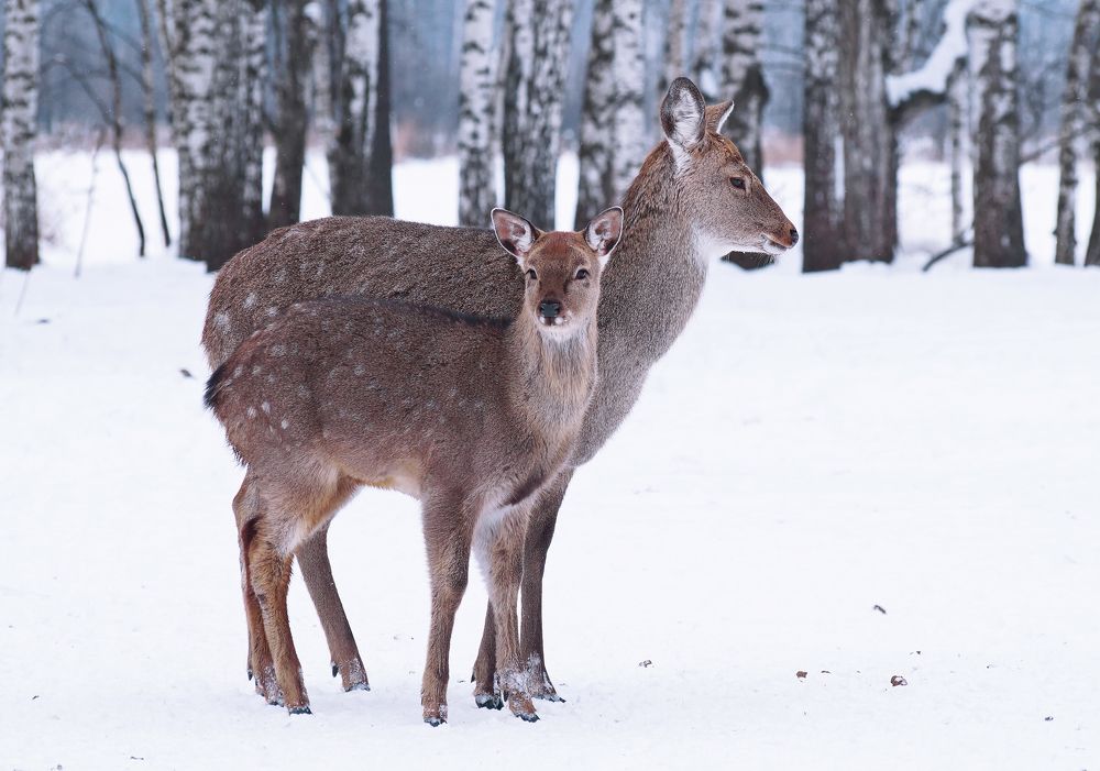 Photograph by Olga Mendosa