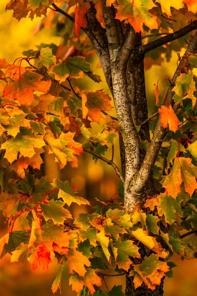 Фотография автора Katrin Lillenthal