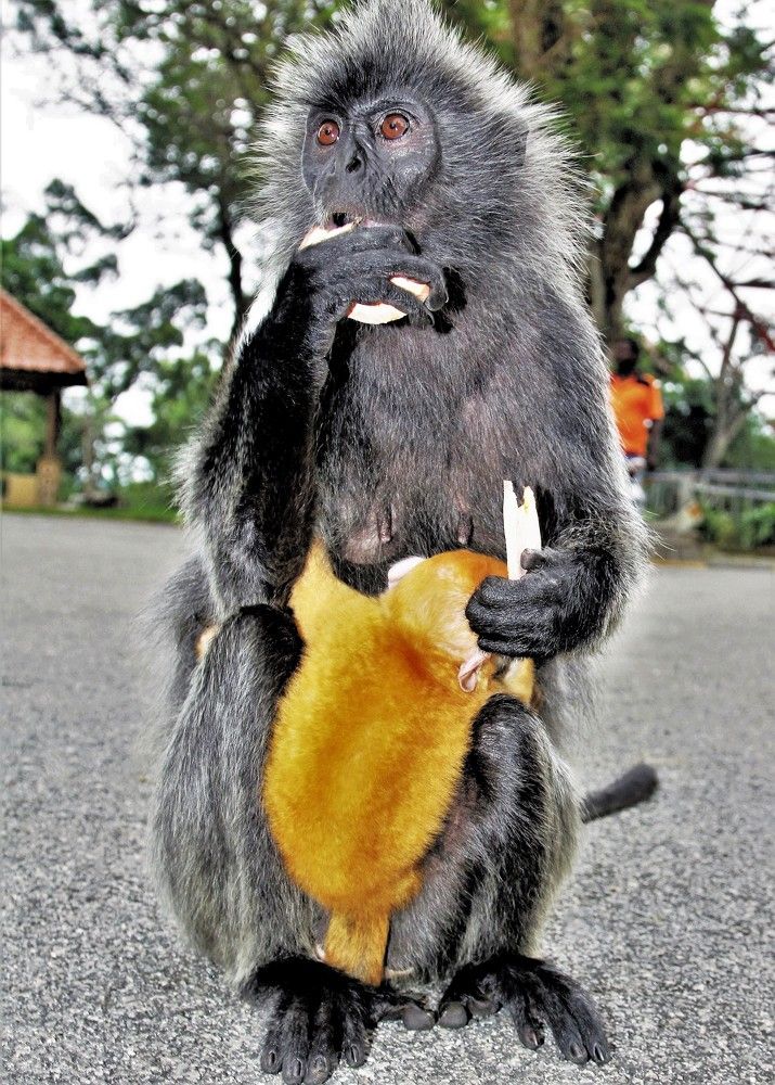 Рыжий малыш.. производство Малайзии