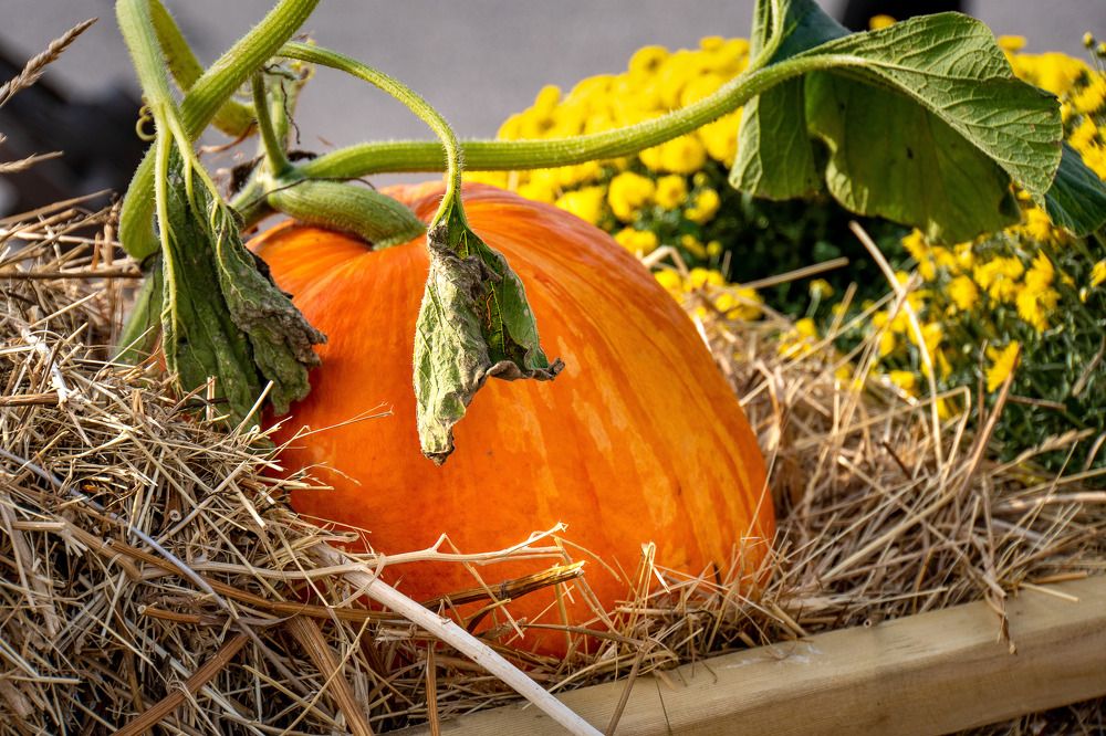 Photograph by Марина Виноградова