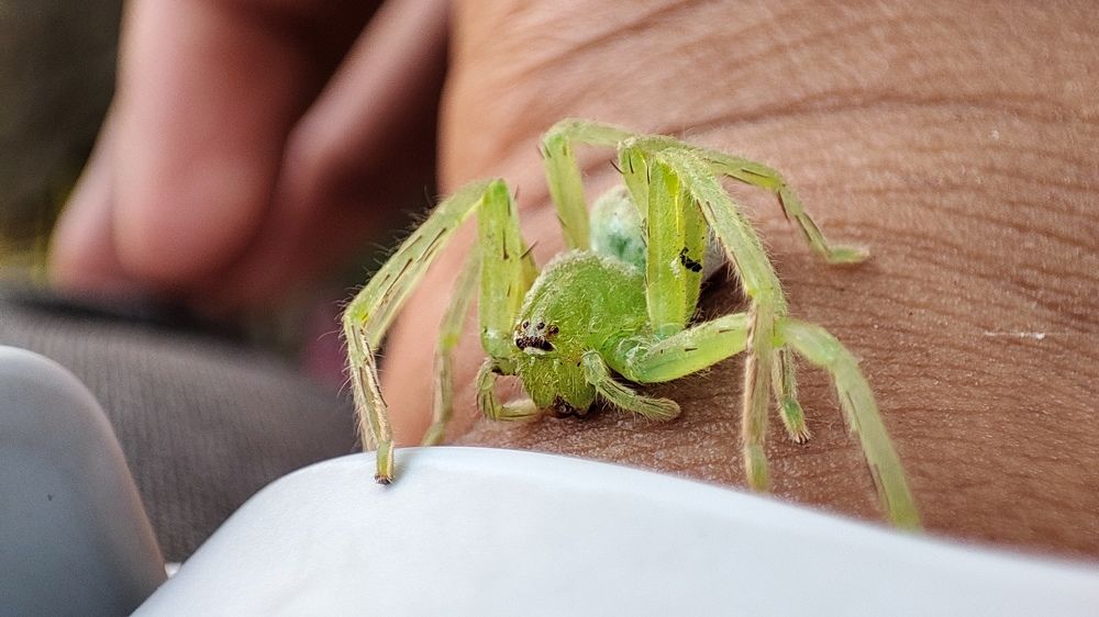 Green Huntsman Spider