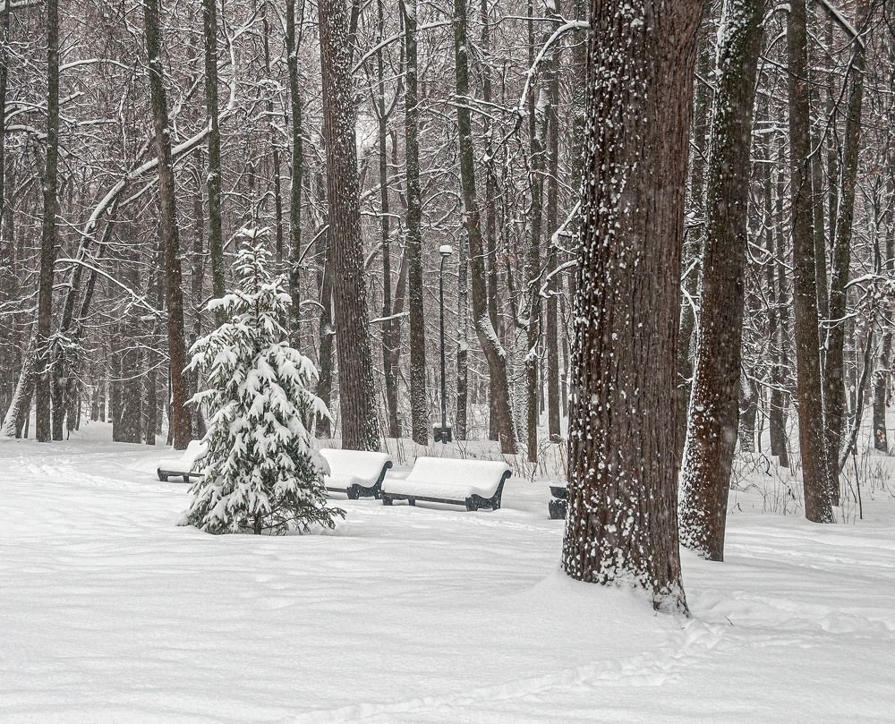 Photograph by Vladimir  Komarov