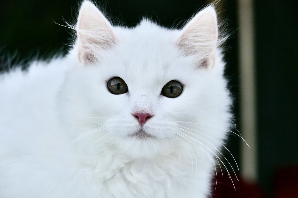 White and fluffy