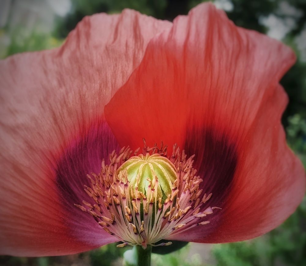 Photograph by Марина Регенспергер