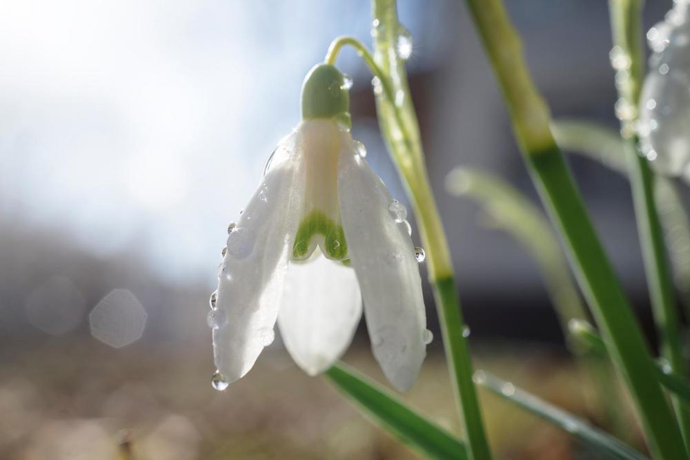 Подснежник