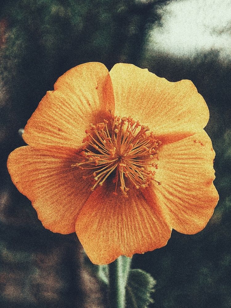 Фотография автора Joy kapadia