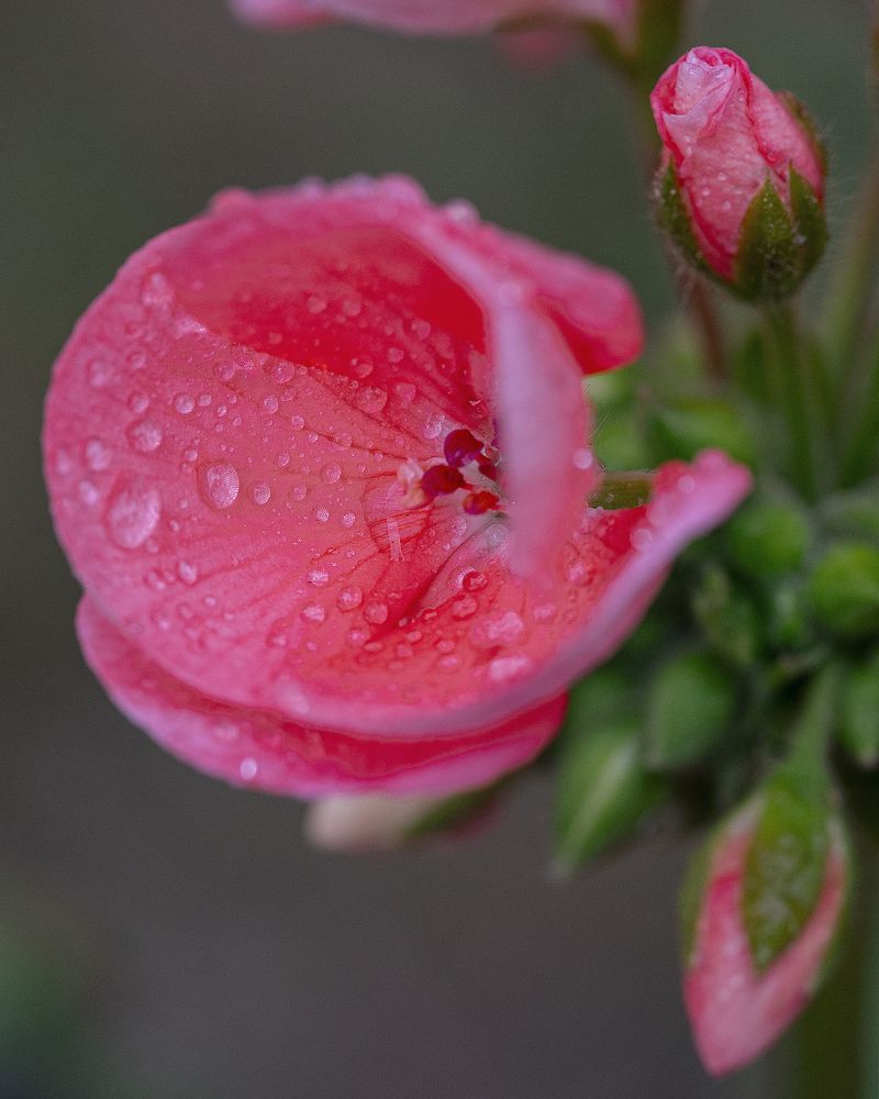 Photograph by Anna Sindikayeva