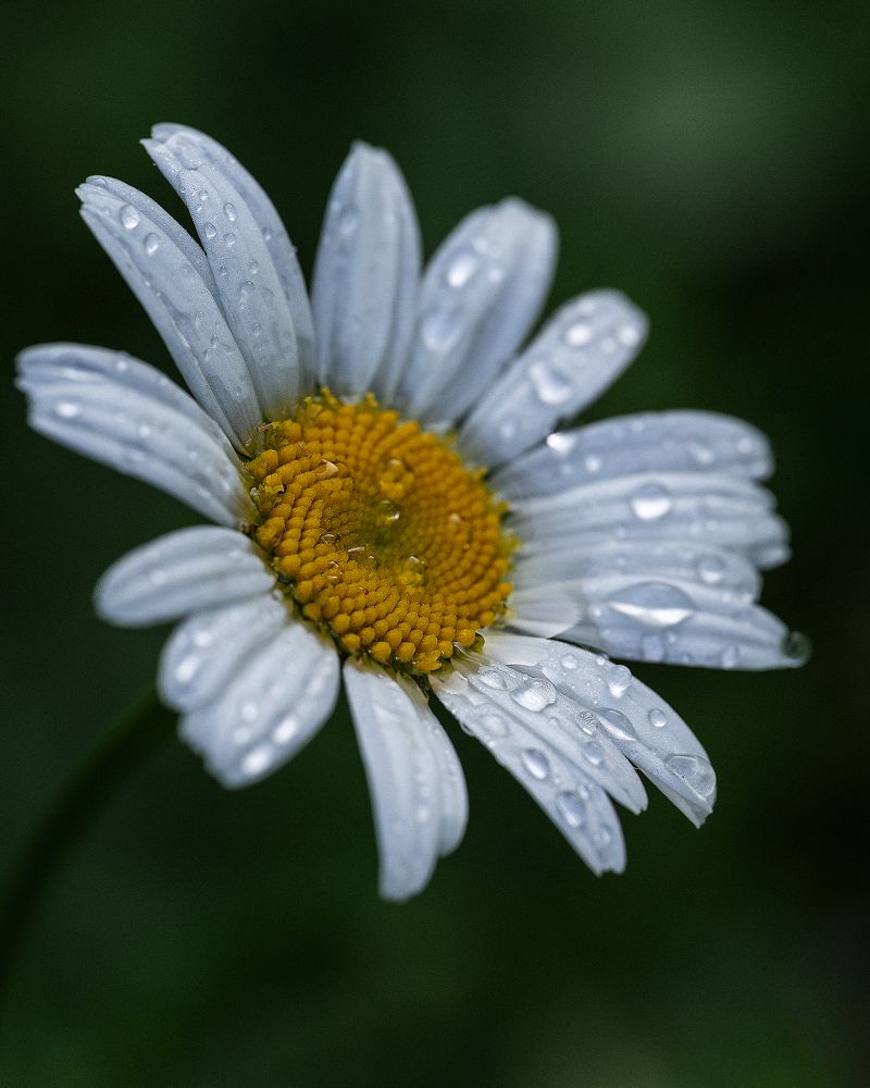 Photograph by Anna Sindikayeva