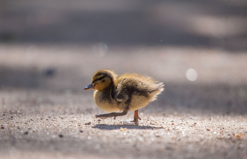 Photograph by Елена Хорохорина