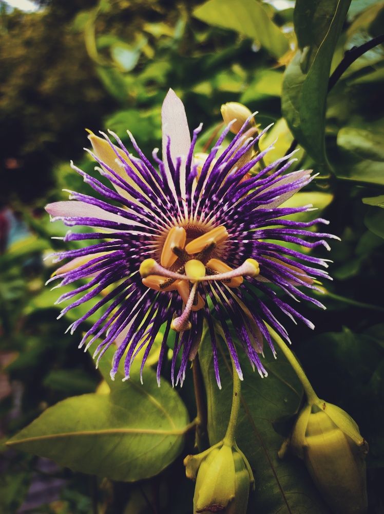 Фотография автора Joy kapadia