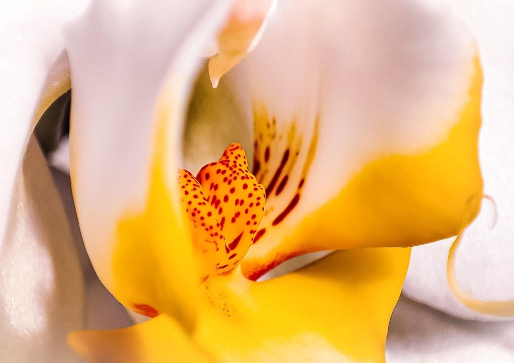 Photograph by Николай Яковлев