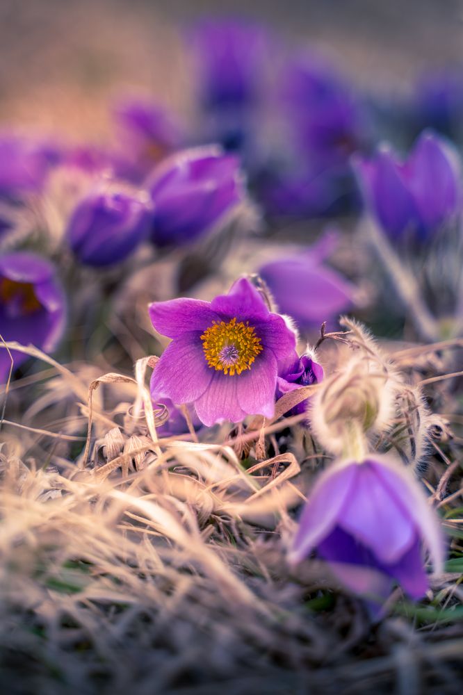 Photograph by Plamen Nikolov