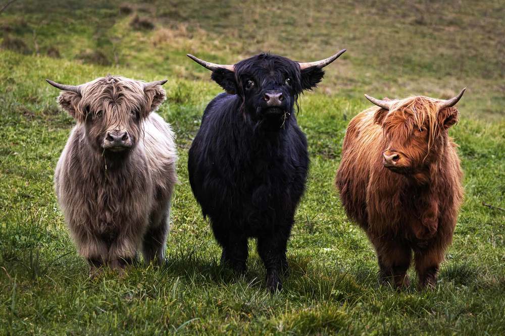 "три богатыря"