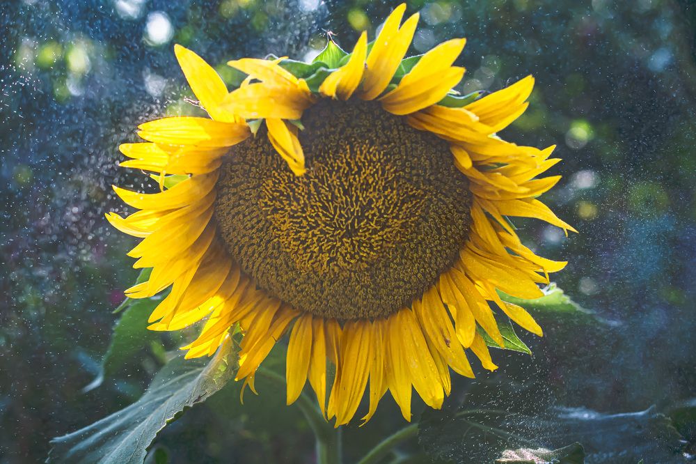 Photograph by Муза Латинская