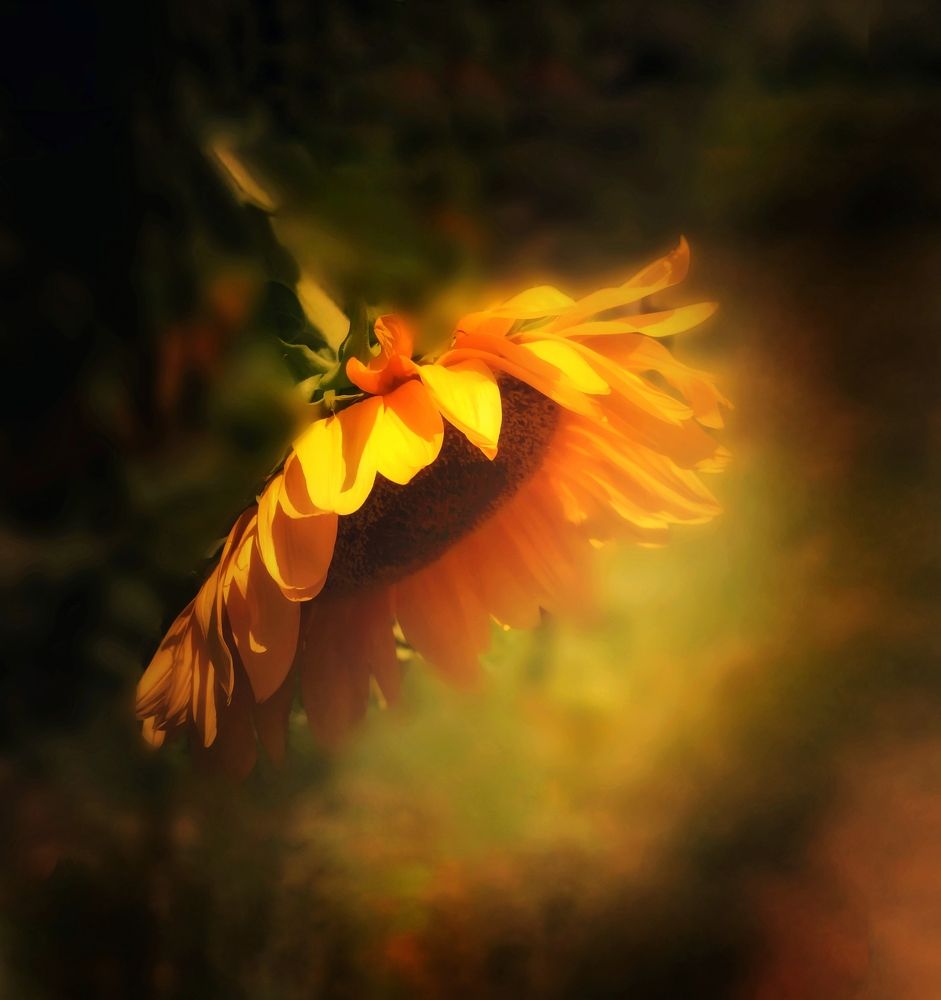 Photograph by Akhoondi Hannaneh