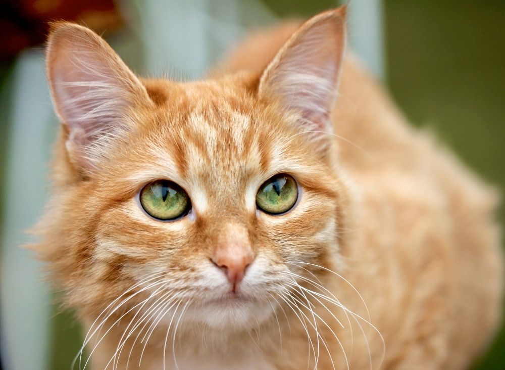 Фотография автора Ираида Гайфуллина