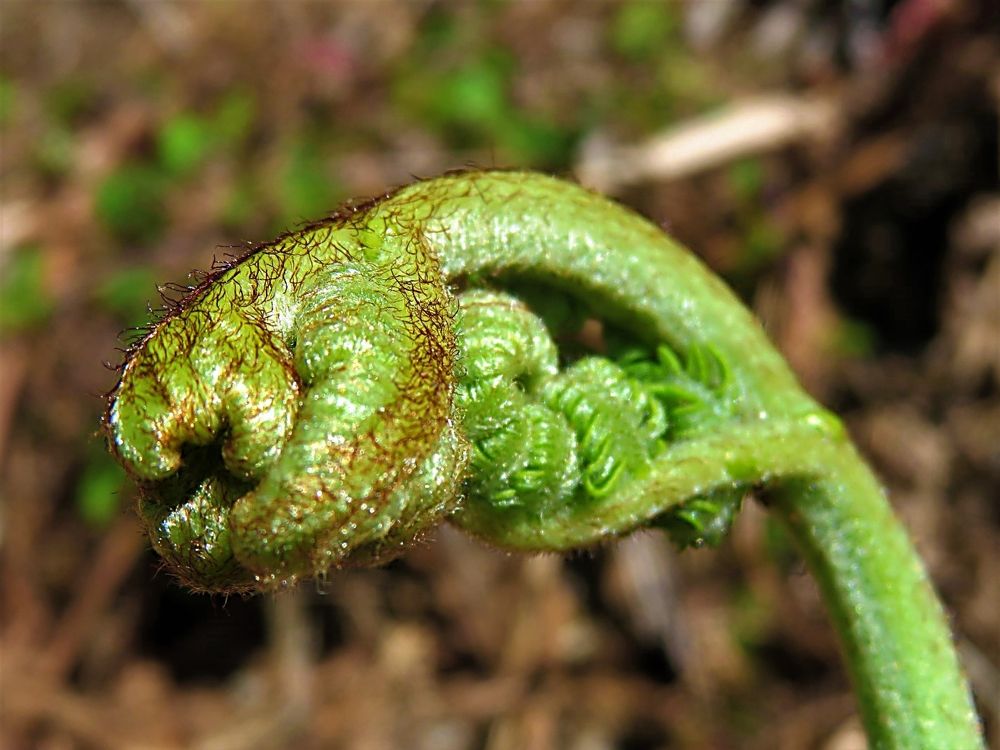 Fern new leaf
