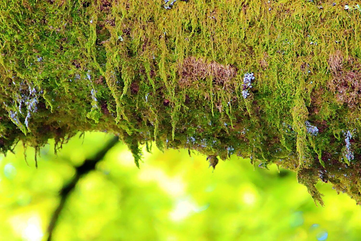 Tree moss