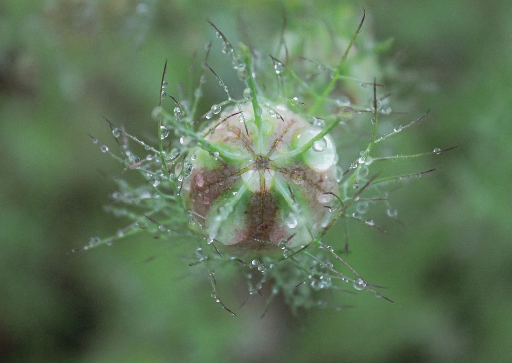 Photograph by Ольга Ситникова