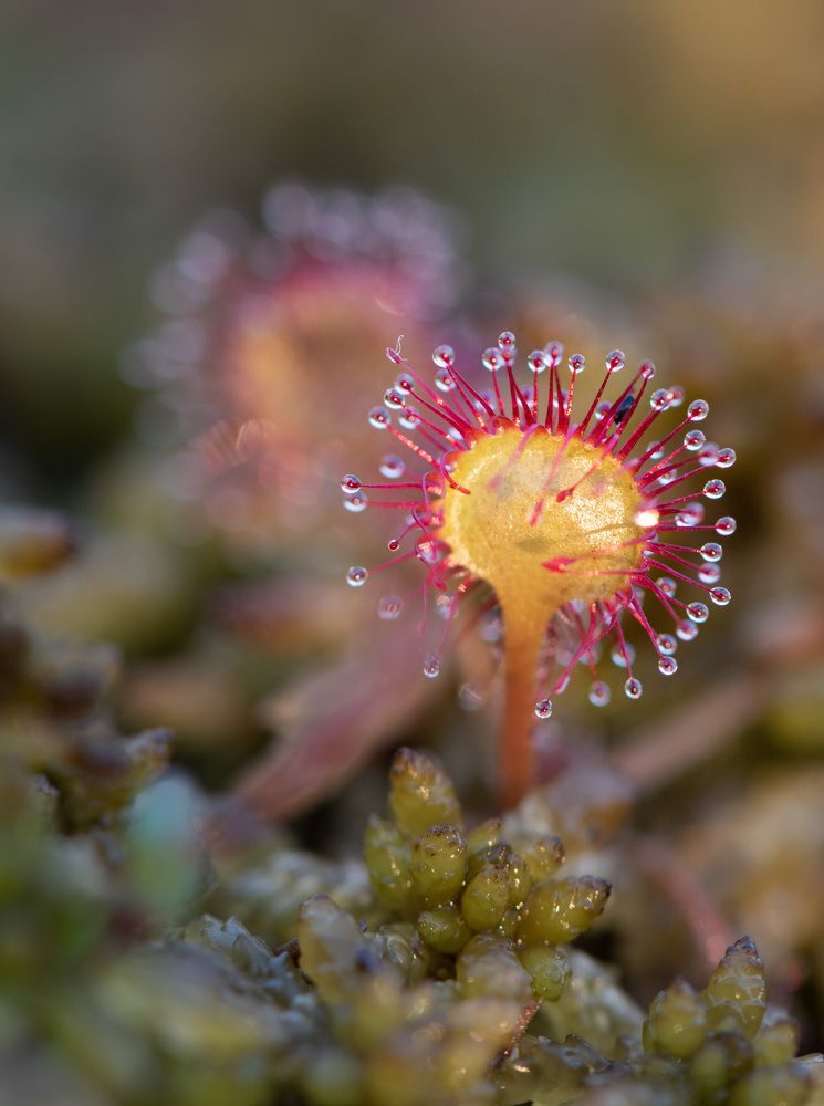 Photograph by Рохмистрова Мария