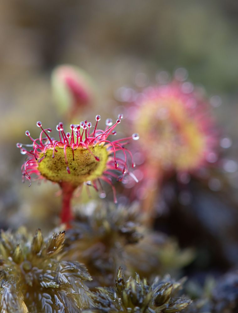 Фотография автора Рохмистрова Мария