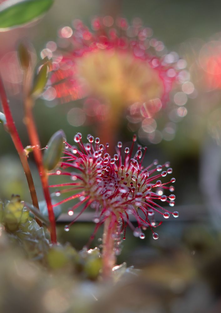 Фотография автора Рохмистрова Мария