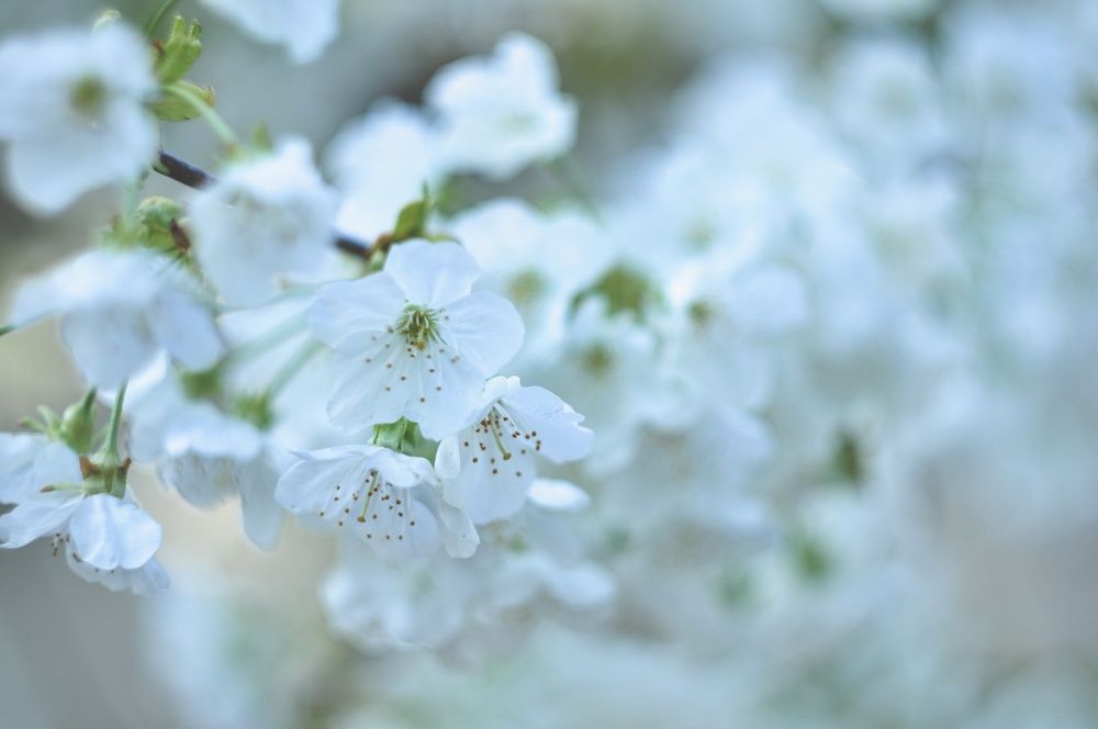 Photograph by Stoyan Baev