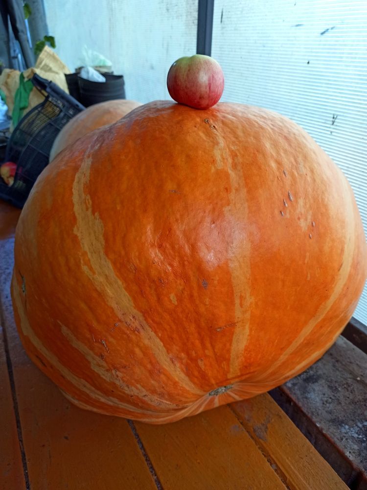 Still life with an apple