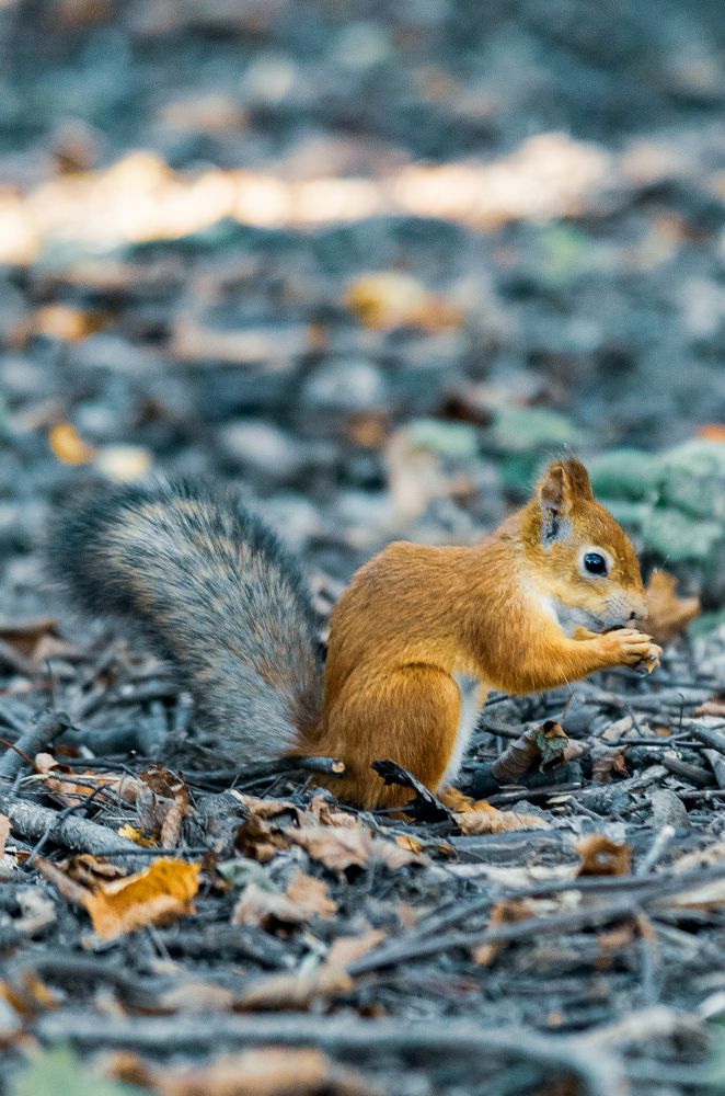 Фотография автора Евгений Величко