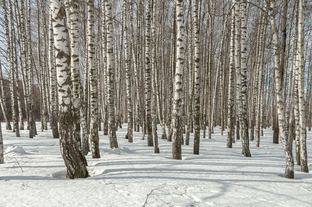 Photograph by Vladimir  Komarov