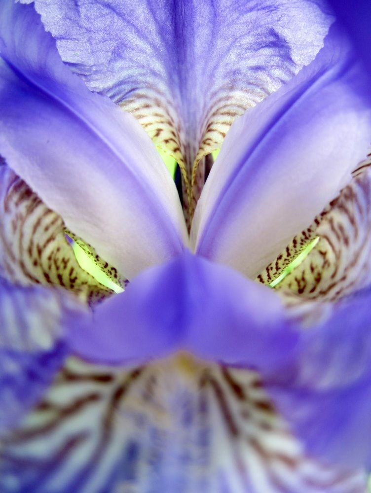 Под взглядом ириса (Under the gaze of Iris)