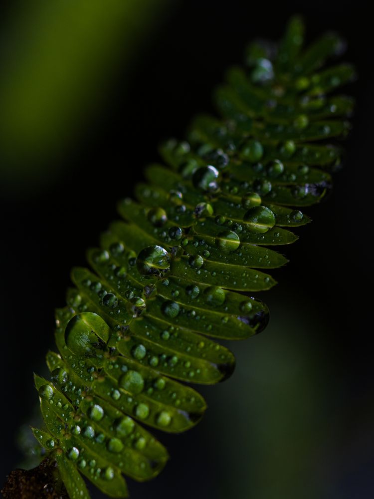 Photograph by Alena Vaganova