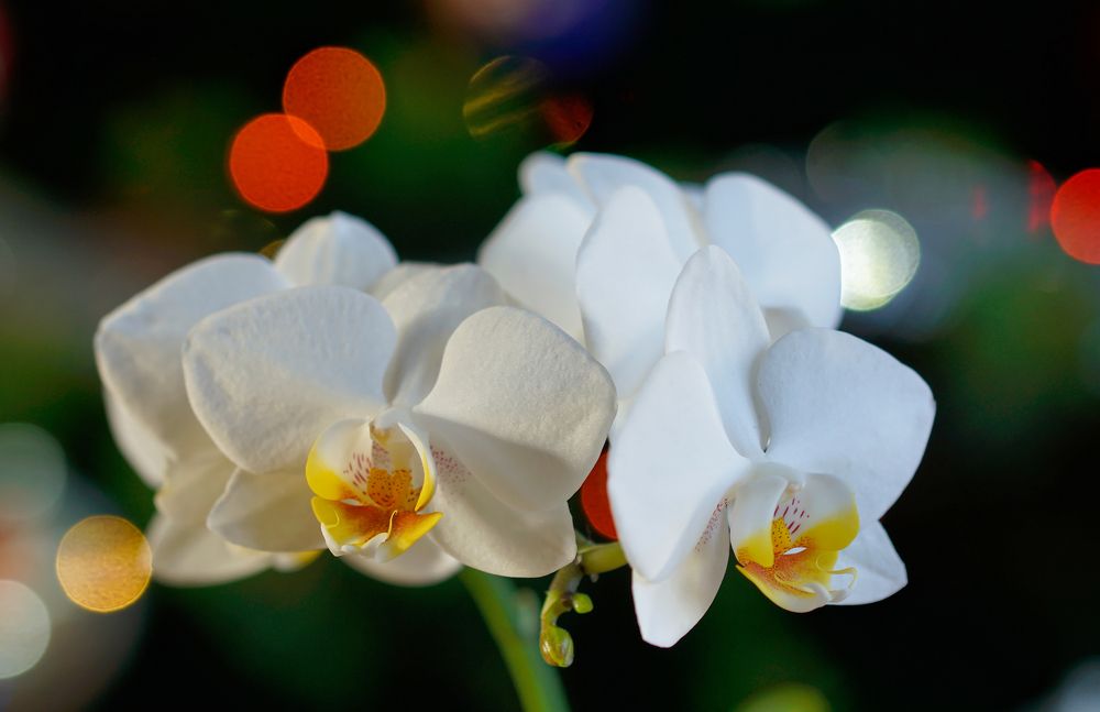 Photograph by Пётр Калачев